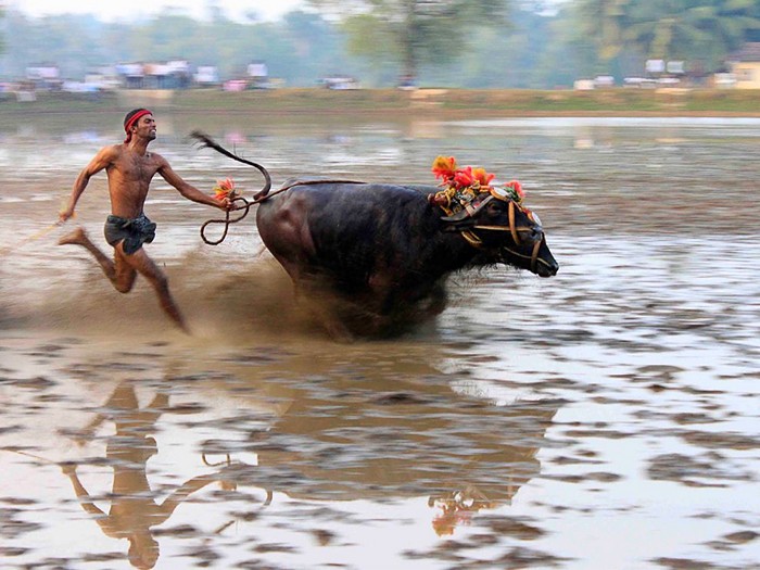 Buffalo Race, India