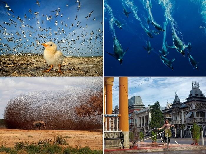 Лучшие фотографии за 29 октября - 04 ноября от National Geographic