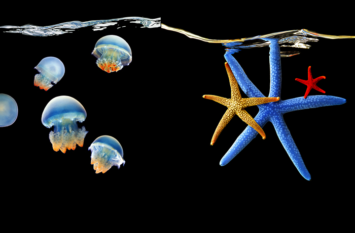 Красочные подводные жители на фото Марка Лаита (Mark Laita)
