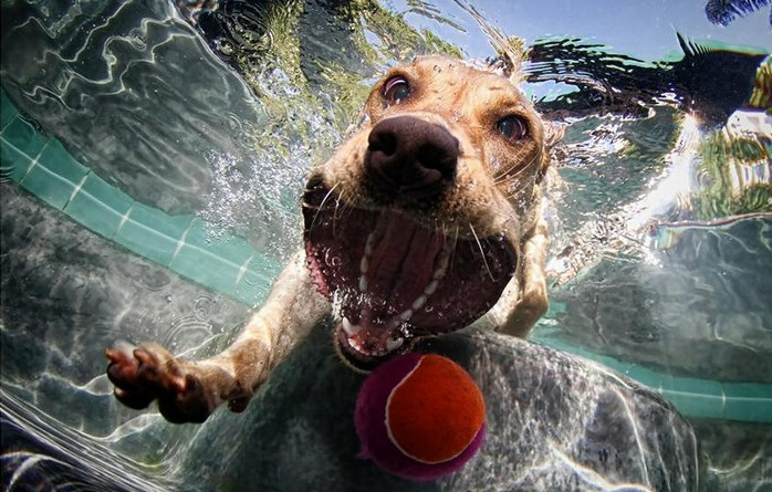 Underwater Dogs. Скоростное подводное фото от Seth Casteel
