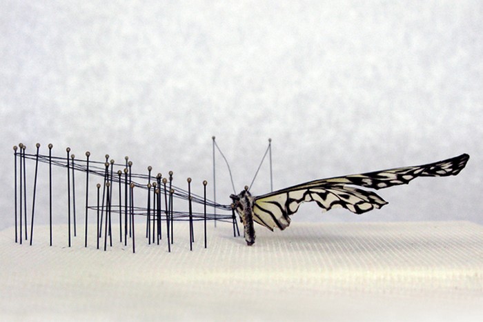 Broken Butterflies, *отремонтированные* бабочки с искусственными крыльями