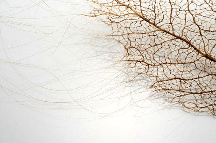 Листья, сплетенные из человеческих волос