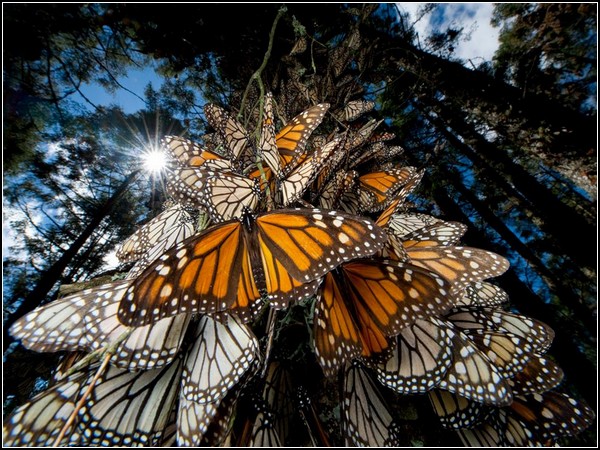 Monarch Butterflies, Mexico