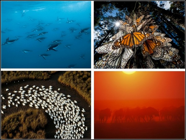 Лучшие фотографии за 01-07 ноября от National Geographic