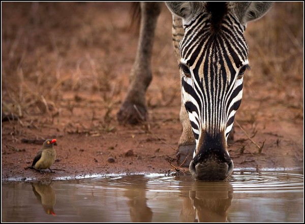 Oxpecker and Zebra, South Africa