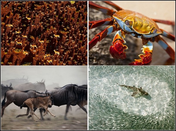 Лучшие фотографии за 04 - 10 июля от National Geographic