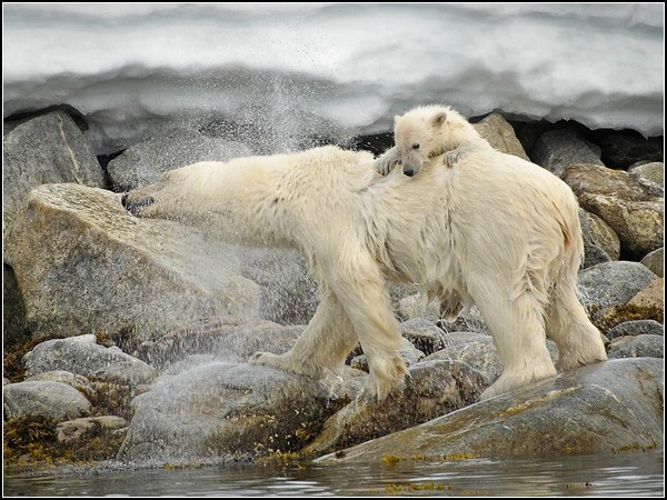 Polar Bear and Cub, Svalbard