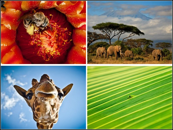 Лучшие фотографии за 11-17 июля от National Geographic 