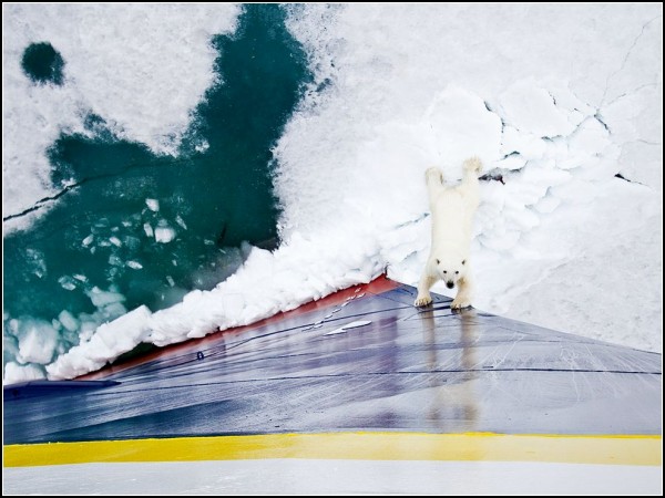 Polar Bear, Norway