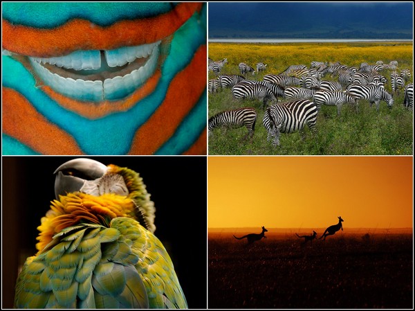 Лучшие фотографии за 18-24 июля от National Geographic