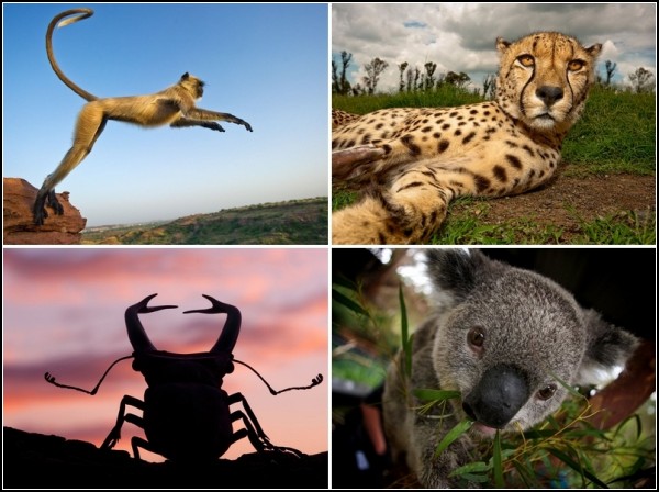 Лучшие фотографии за 25-31 июля от National Geographic