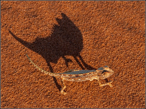 Namaqua Chameleon, Namibia