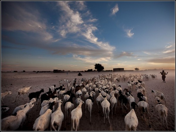 Sheep and Goats, Timbuktu