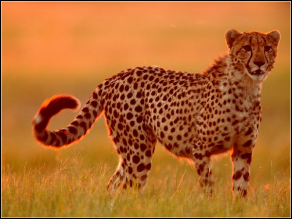 Cheetah, Botswana