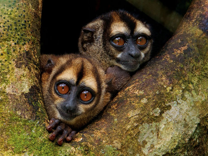 Noisy Night Monkeys, Ecuador