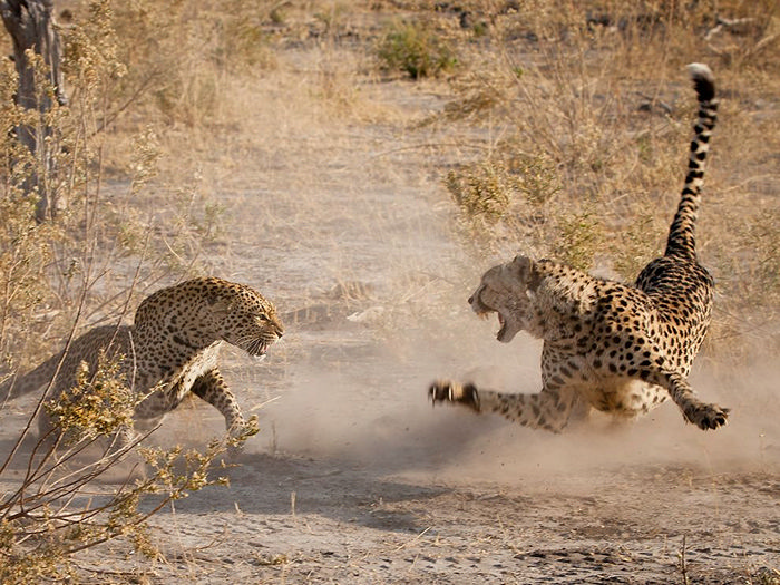 Cheetah and Leopard, Botswana