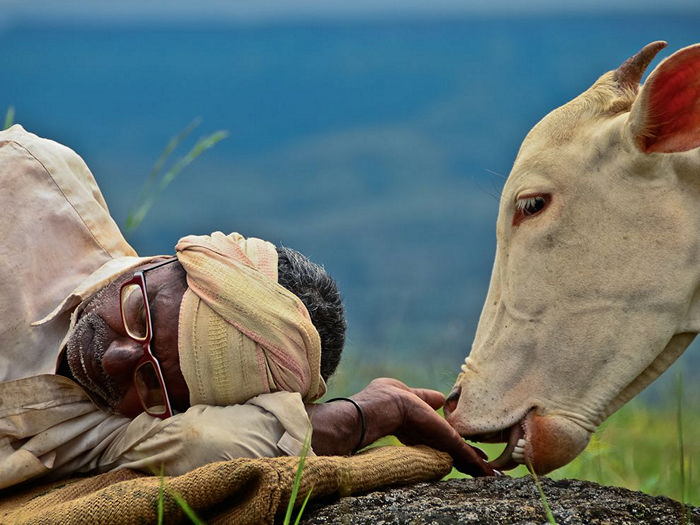 Cow and Shepherd, India