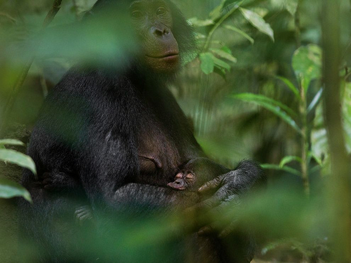 Bonobos, Democratic Republic of the Congo