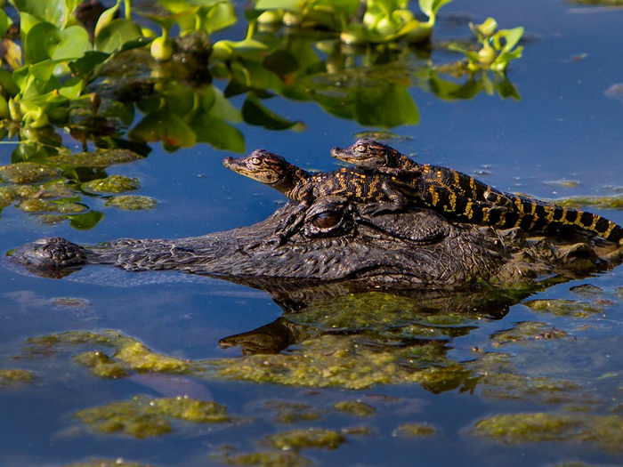 Alligators, Texas