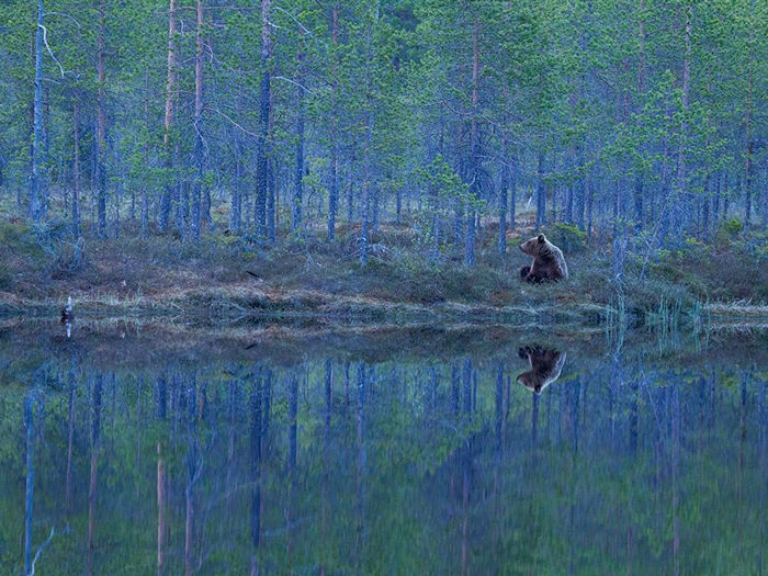 Bear, Finland