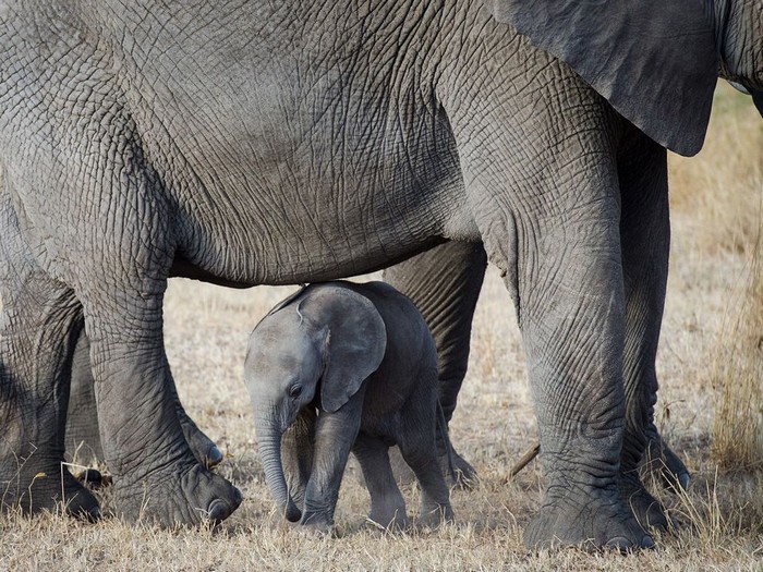 Elephants, Serengeti