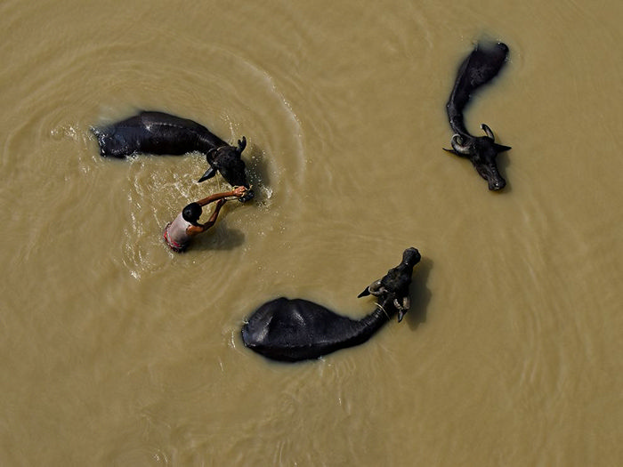Water Buffaloes, India 