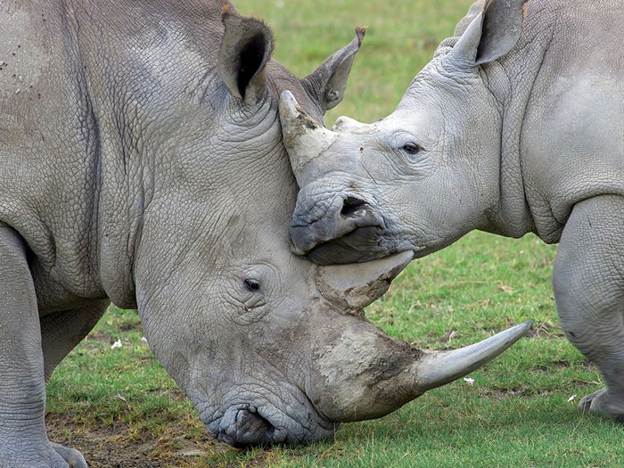 Носороги, Кения