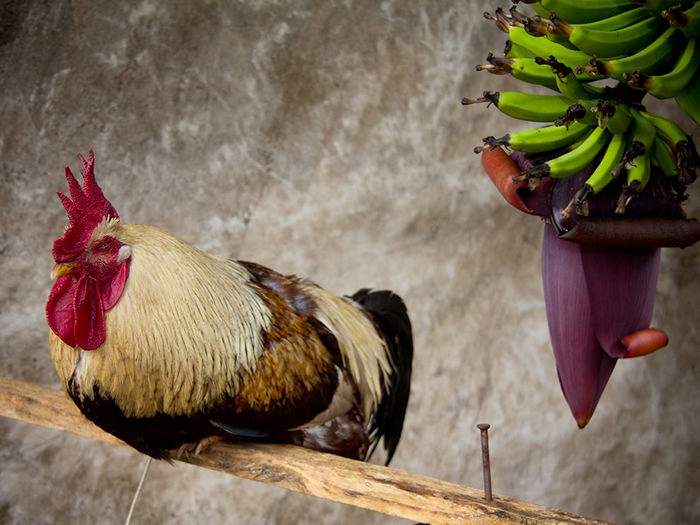Rooster, Brazil 