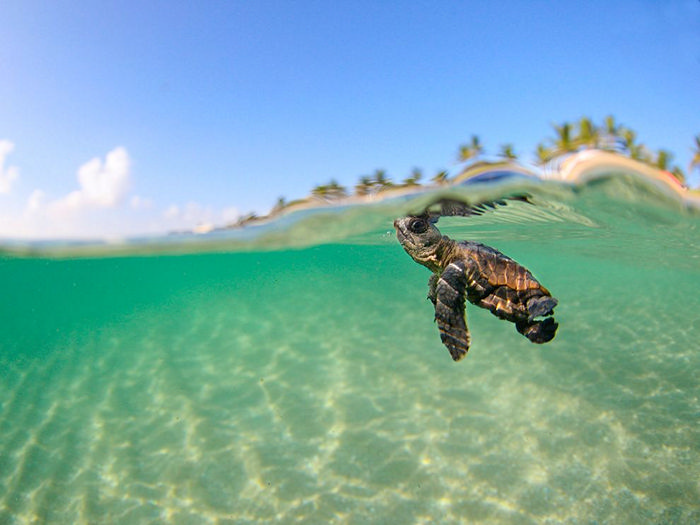 Loggerhead Sea Turtle, Florida 