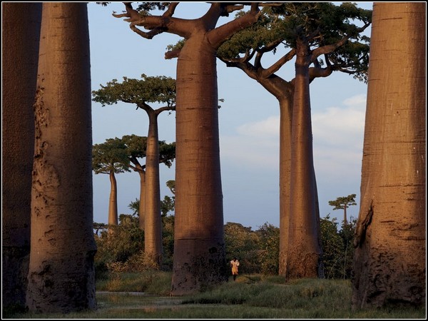 Baobab Trees, Madagascar