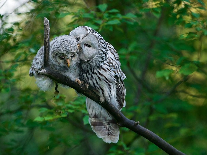 Ural Owls, Estonia