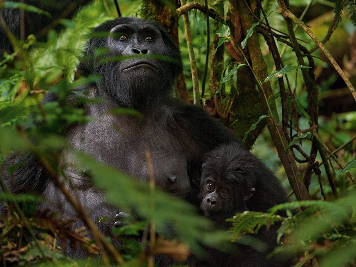 Mountain Gorillas, Africa