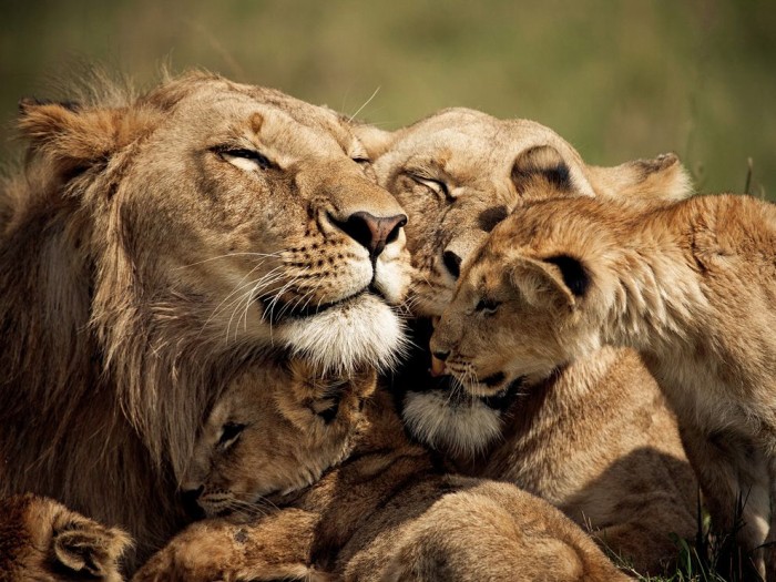Lions and Cubs, Kenya