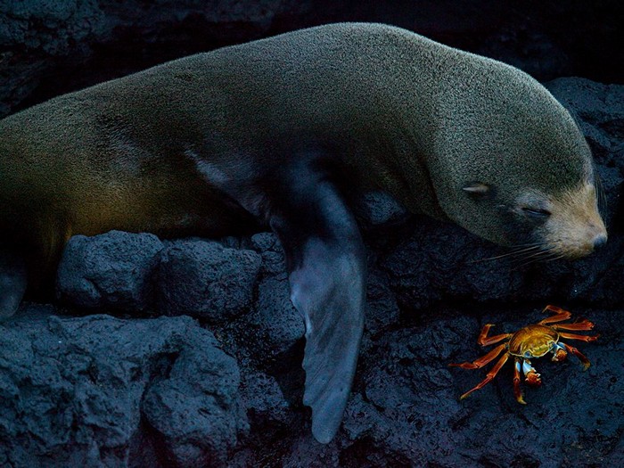 Seal and Crab, Galpagos