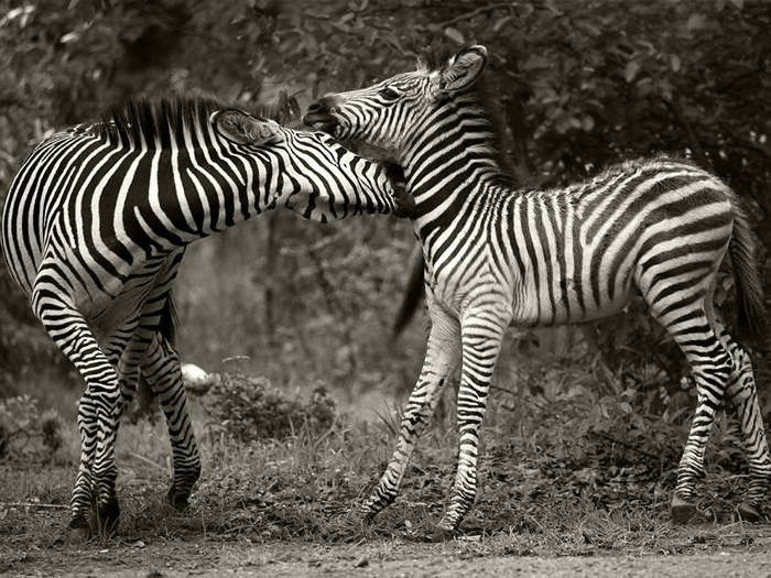 Zebras, Zambia