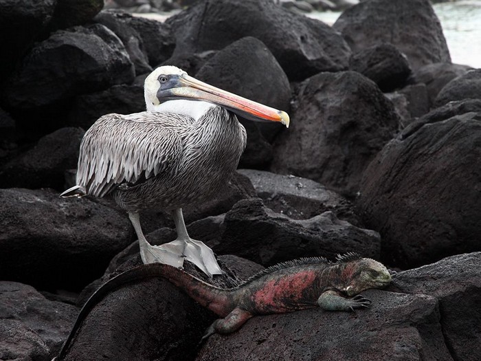 Pelican and Iguana, Galpagos