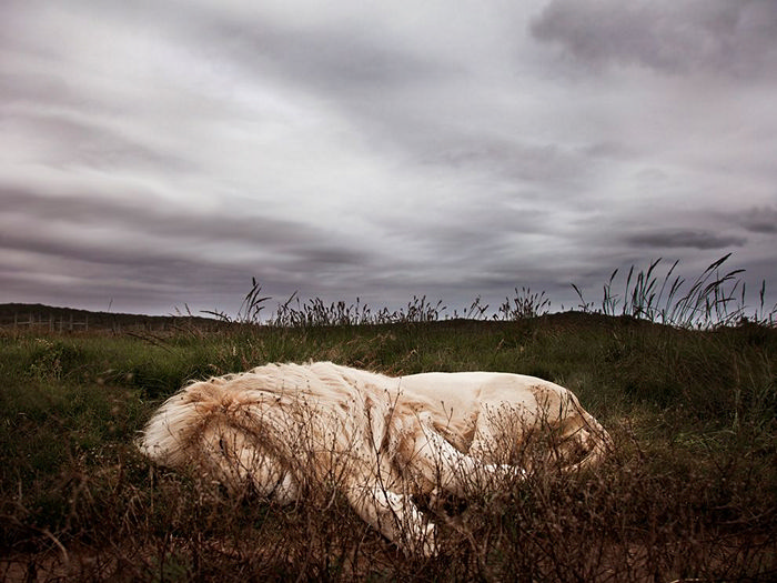 Sleeping Lion, South Africa 