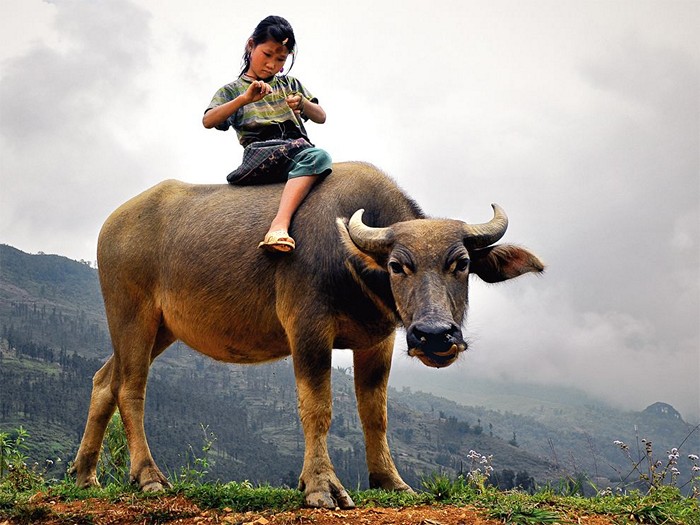 Child and Water Buffalo, Vietnam