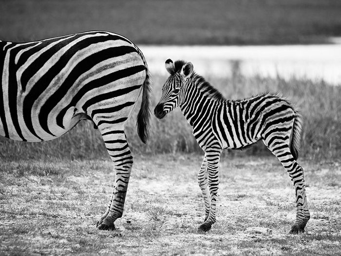 Zebra and Foal, Botswana 