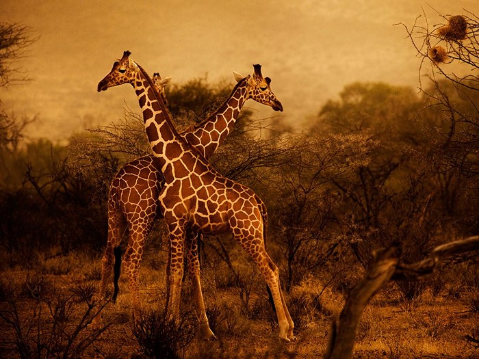 Giraffes, Kenya