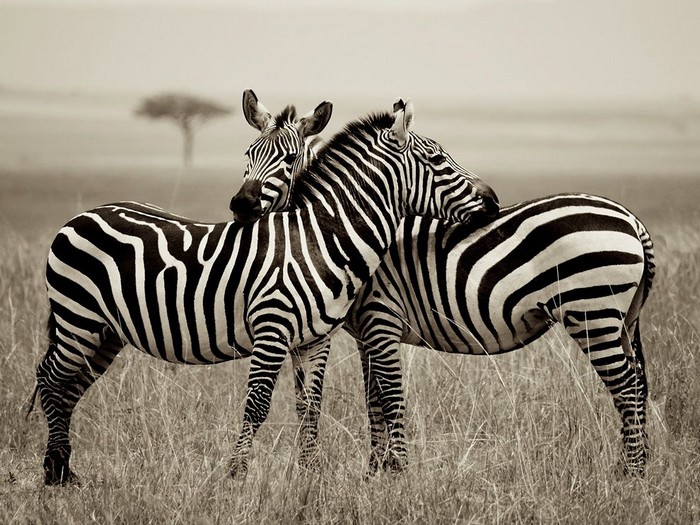 Zebra Pair, Kenya