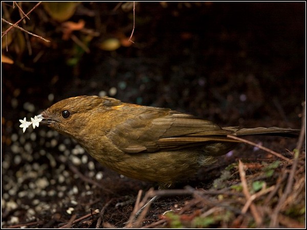 Bowerbird, Papua New Guinea