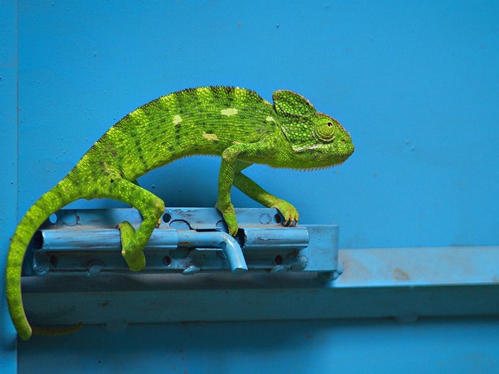 Chameleon, India