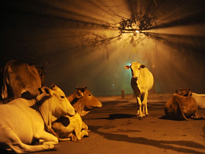 Cows, India