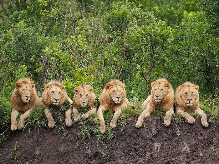 Resting Lions, Tanzania