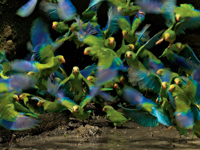 Parakeets, Ecuador