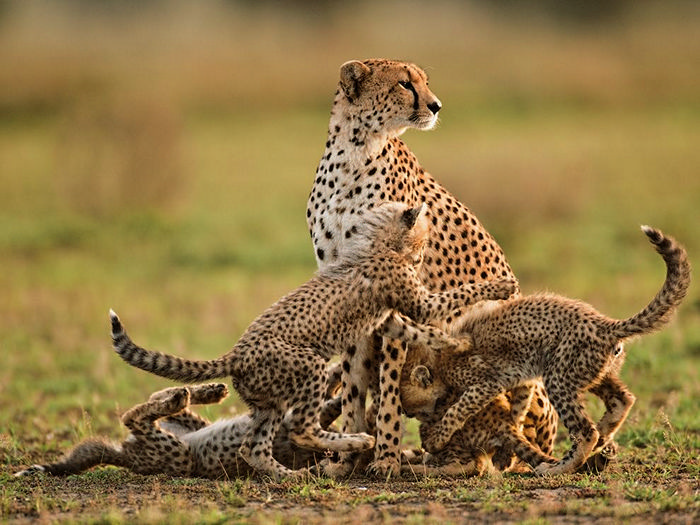 Cheetah Mother and Cubs, Tanzania