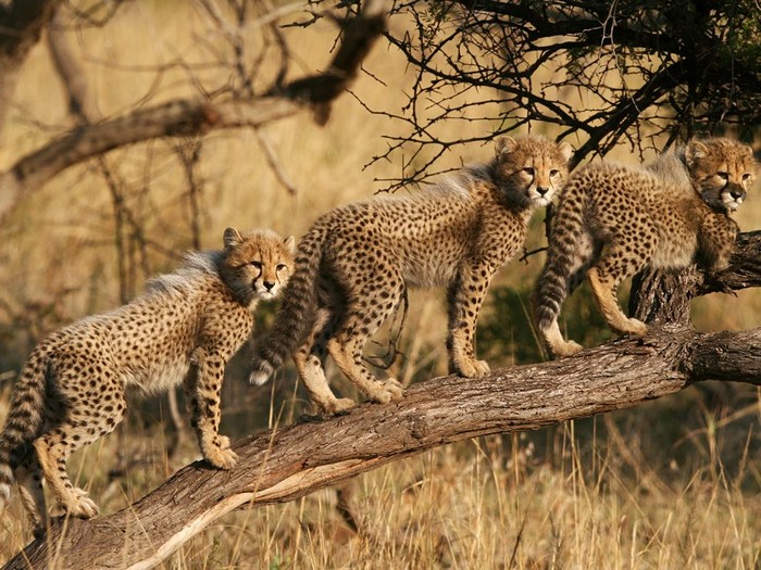 Cheetah Cubs, South Africa