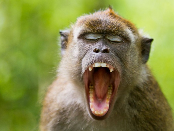 Crab-Eating Macaque