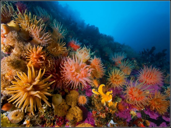 Anemones and Soft Corals